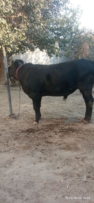 Йош катта бука сотилади