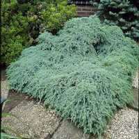Ienupar  tarator - gri albastru verde galben Juniperus Horizontalis