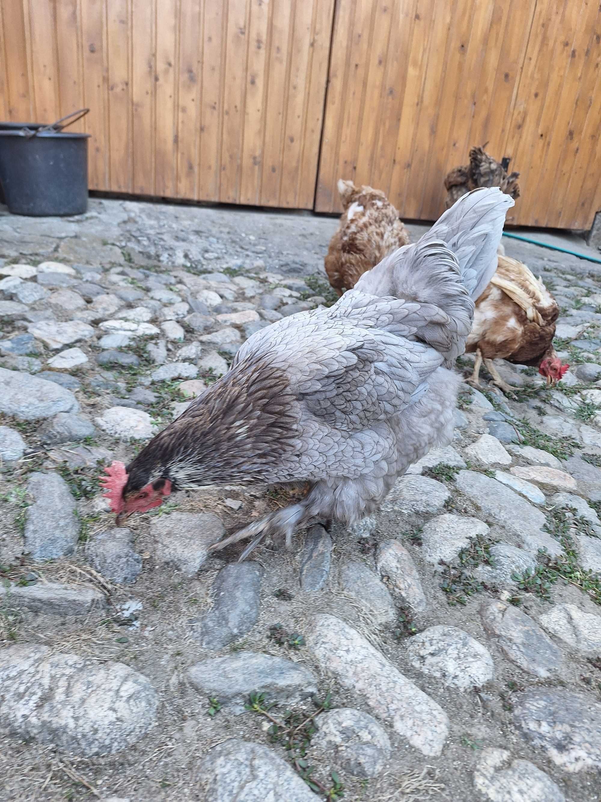 Cocoș și găină de vânzare