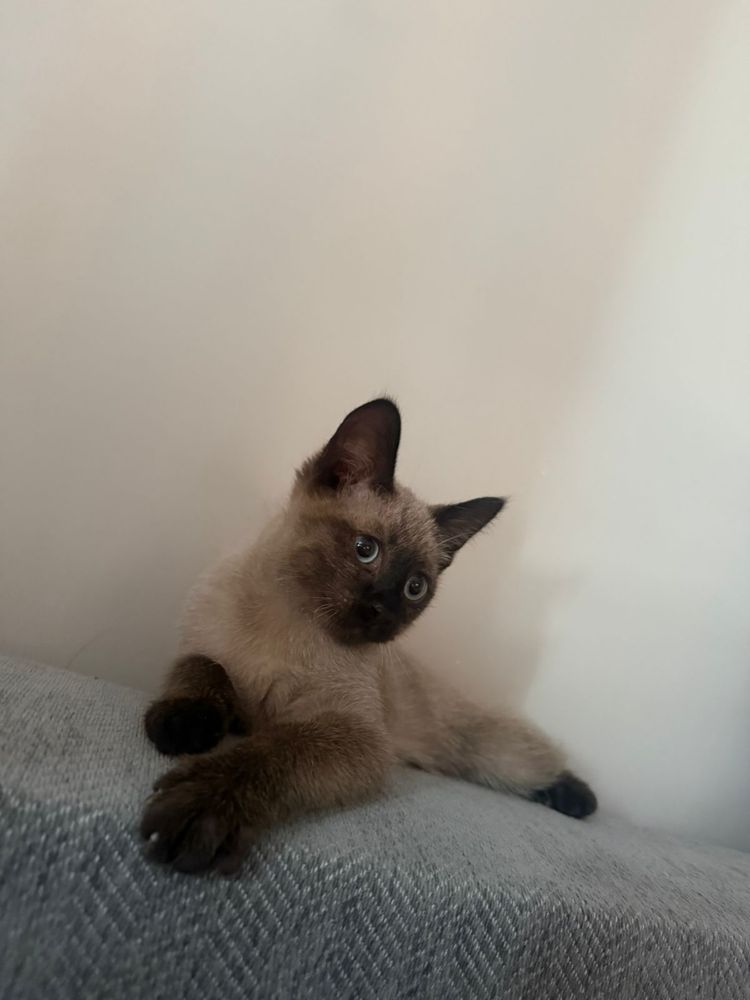 Сиамский котёнок