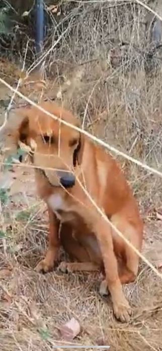 Търся дом за малката Лея