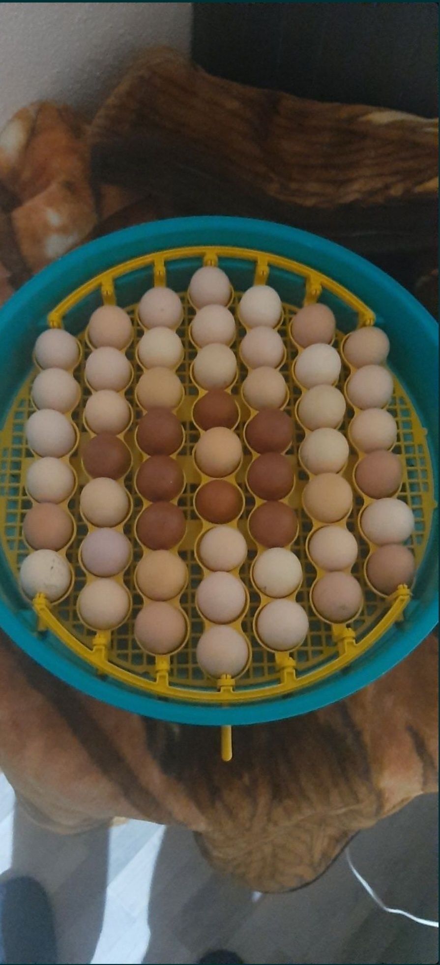 Vând ouă australorp negru pt incubator