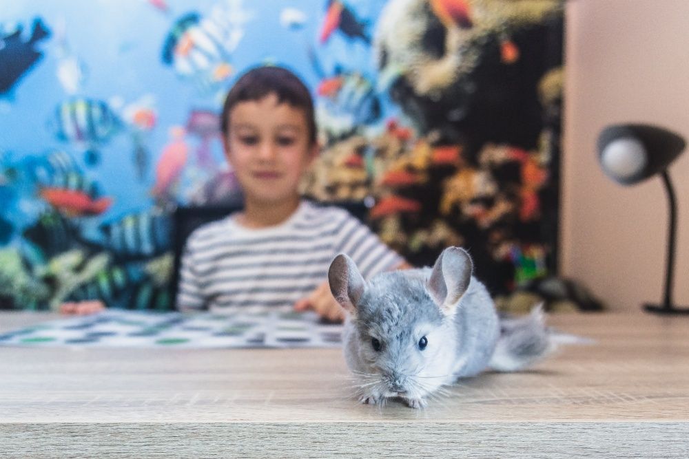 Chinchilla Sinsila Blue Diamond