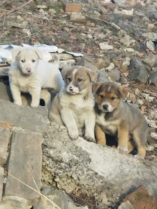 Отдам щенков в хорошие руки