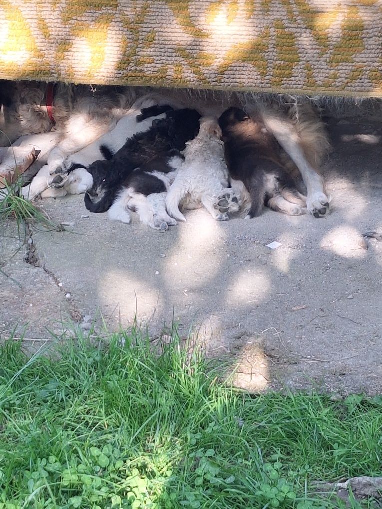 Donez 7 catelușe