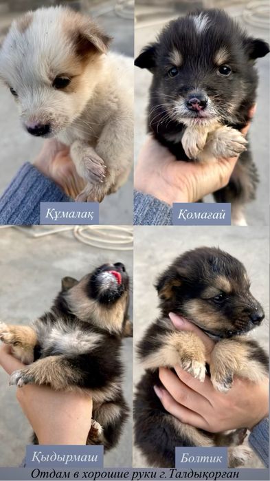 Отдам щенков в добрые руки