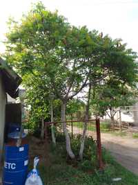 Декоративное дерева Сумах(уксусное дерево)