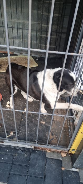 В хорошие руки отдам собаку сторожевую