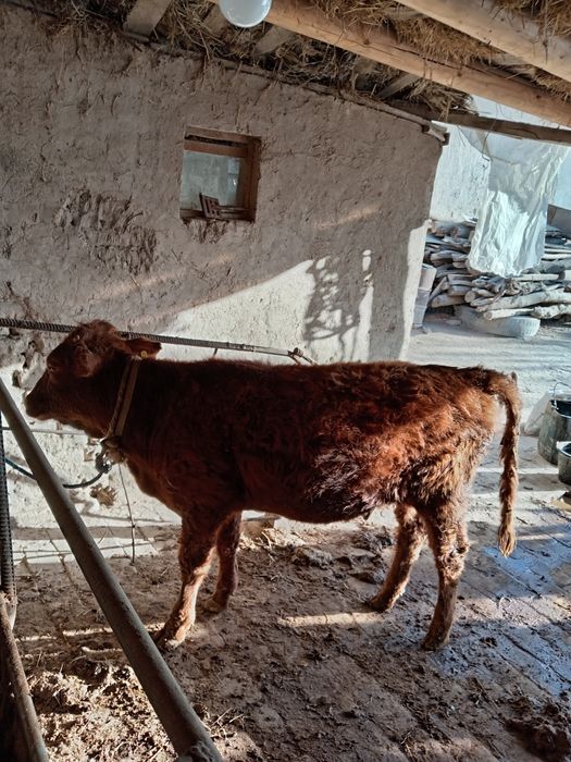 9 oylik g'unajin yeb ichishib yaxwi sog'lom mol