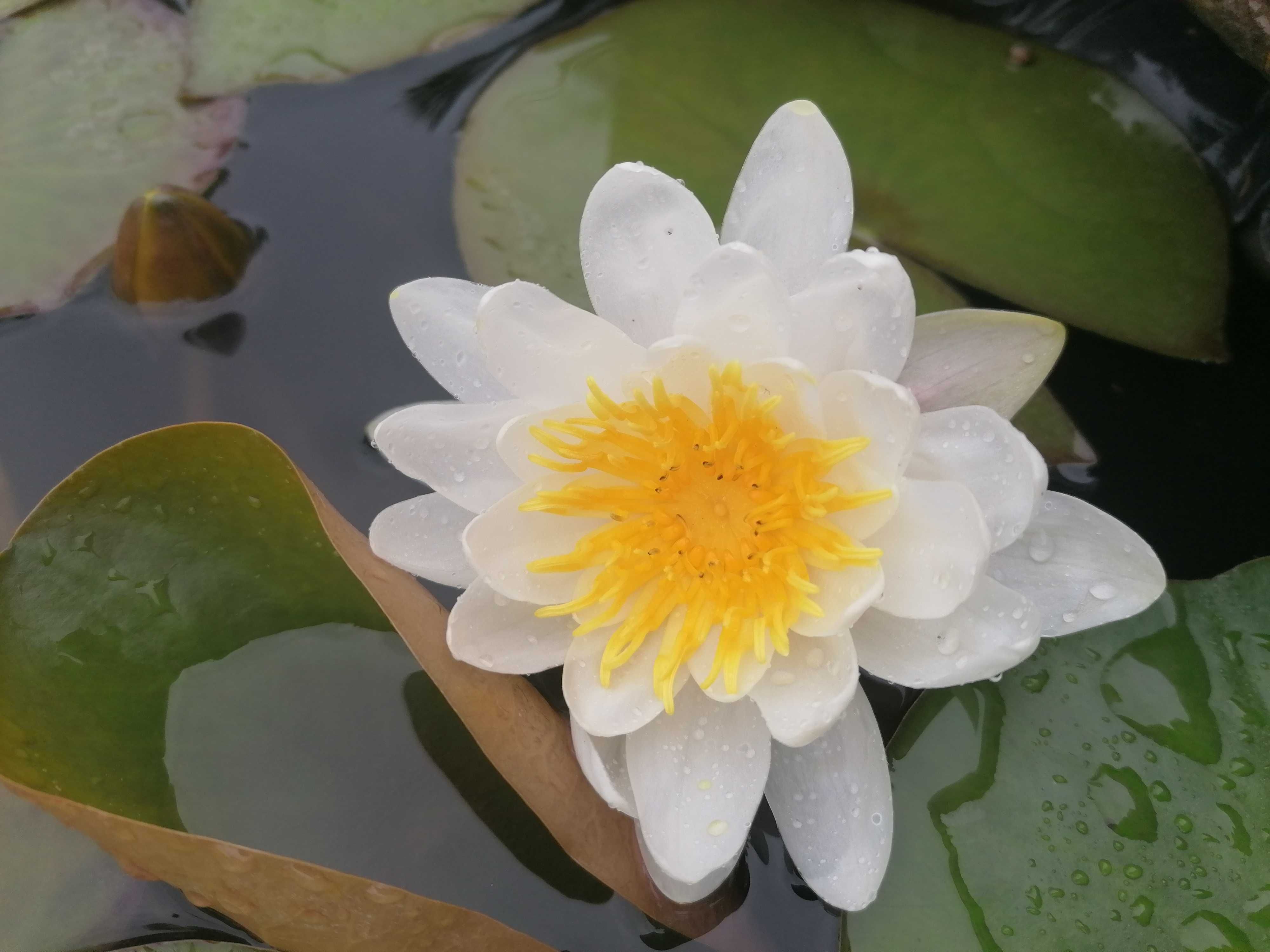 Бяла водна лилия с едри цветове