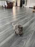 Pisica British shorthair
