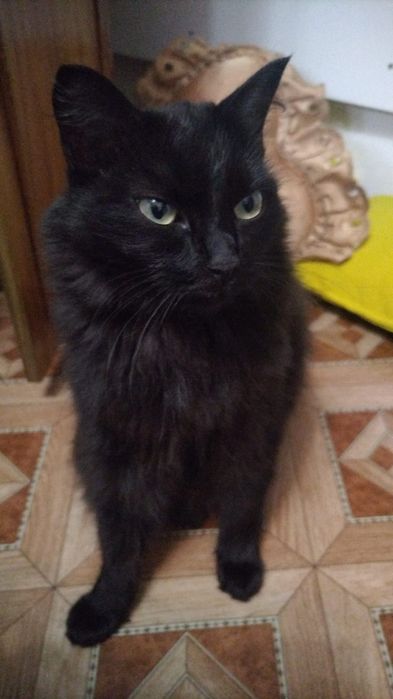 Отдам кошку даром