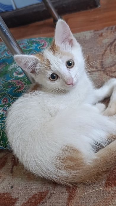 Срочно!!! Отдам котика