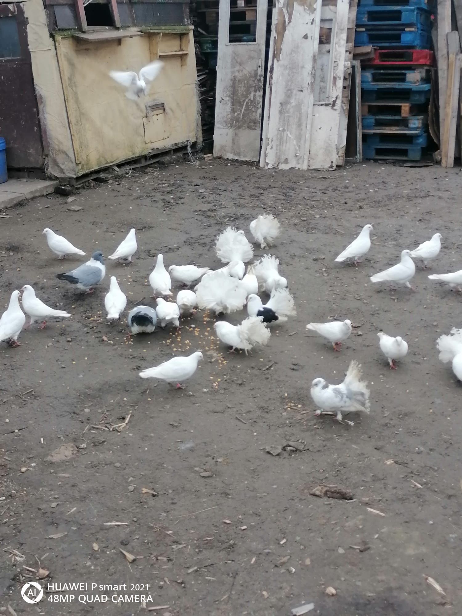 Porumbei de vânzare Timișoara