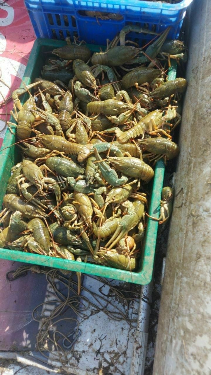 Раки. .живые..тирик.