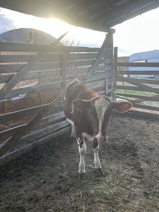 Vand vitei mai multe detali la numarul de telefon