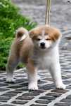 Akita inu Femela - linie top