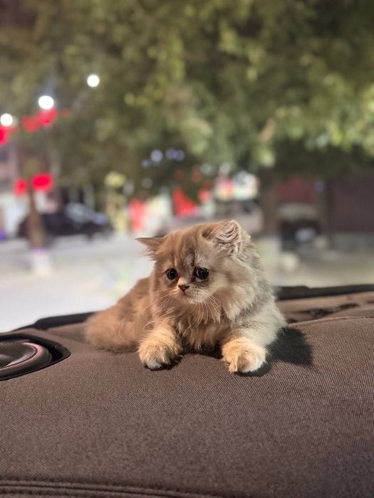 Кошка персидской породы
