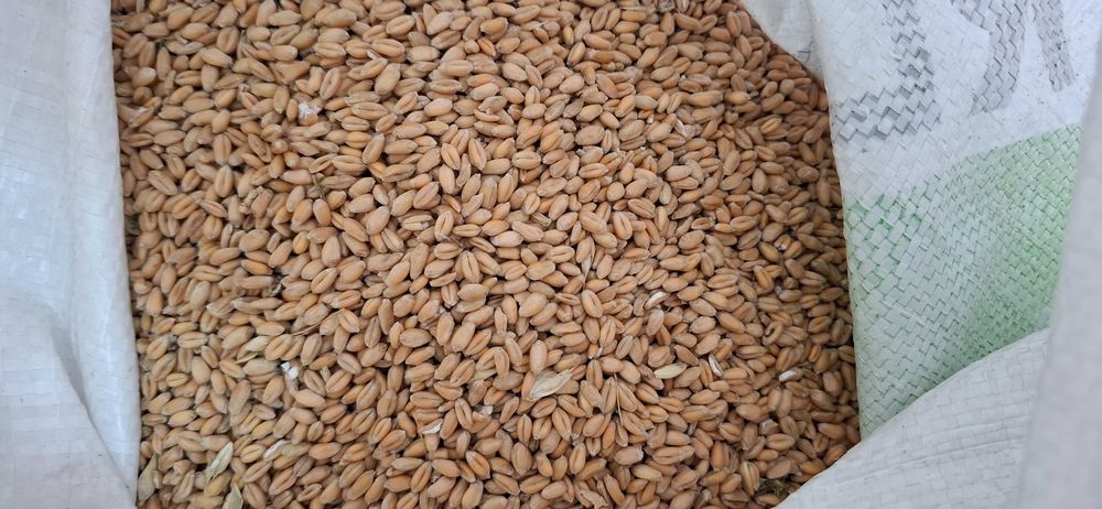 Grau de vanzare - productie 2025