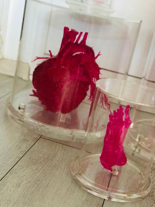 Super aet medical 3D organe craniu in cutii acryl plexiglasss