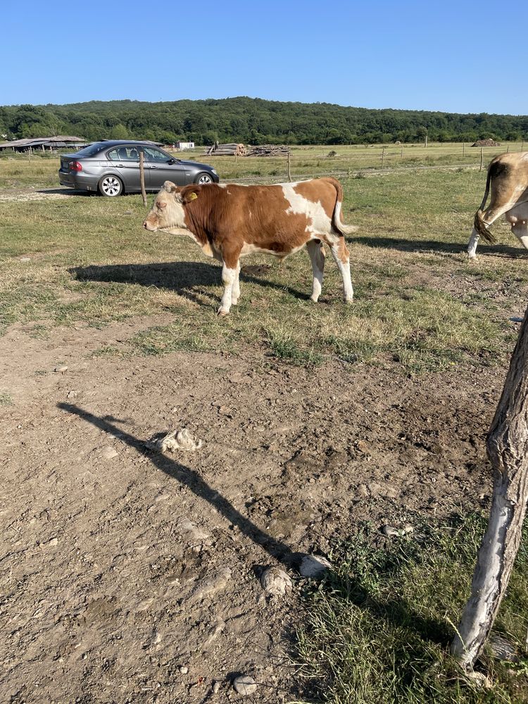 Vitei baltati doua vitele si un mascul