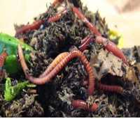 Червени калифорнийски червеи за компост