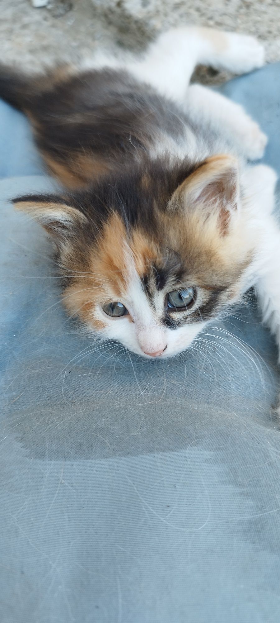 Малки    котенца