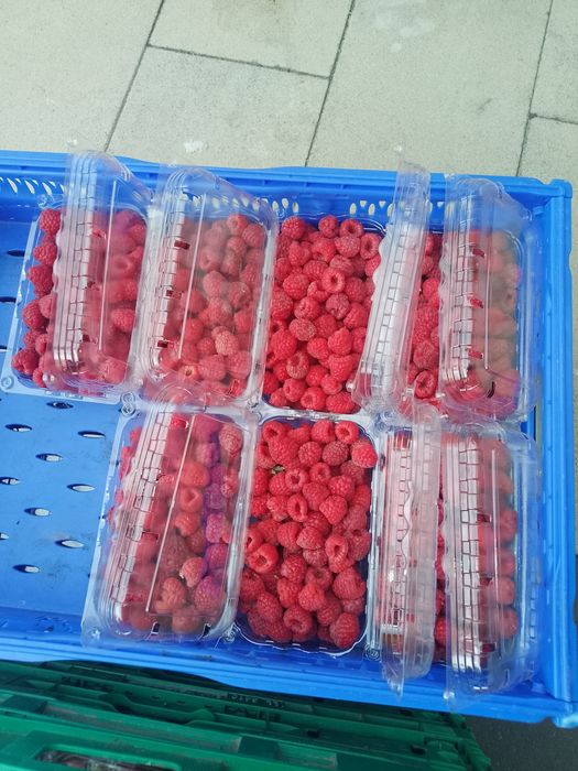 Zmeură 35 lei kg