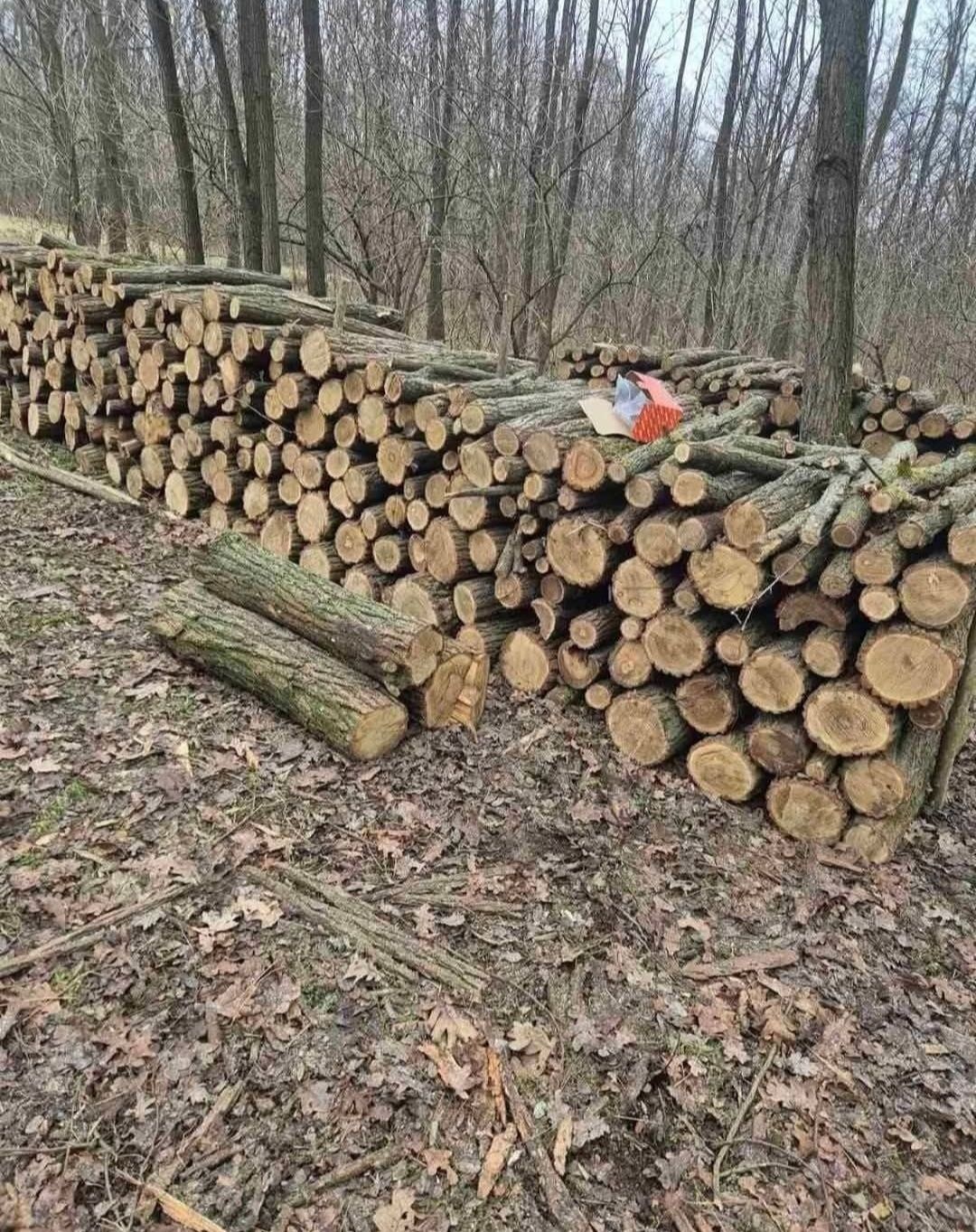 Lemn de fag salcâm uscat sau verde