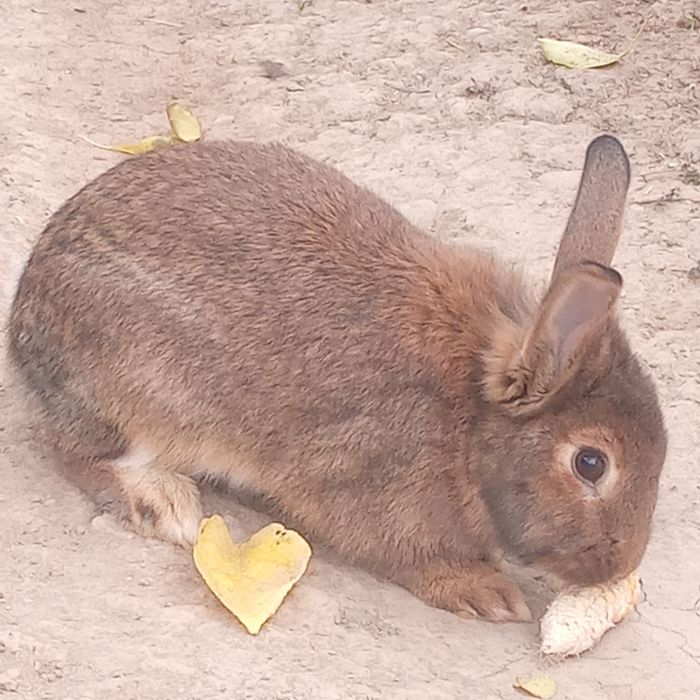 Erkak quyon sotiladi