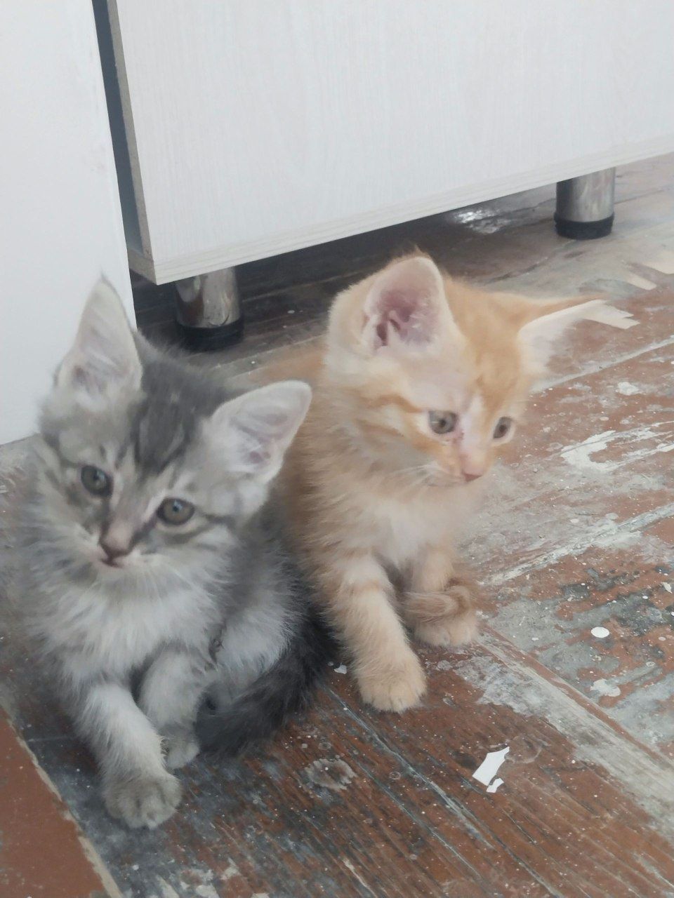 Котята бесплатно