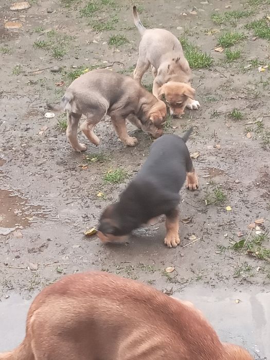 Donez  patru pui de catel