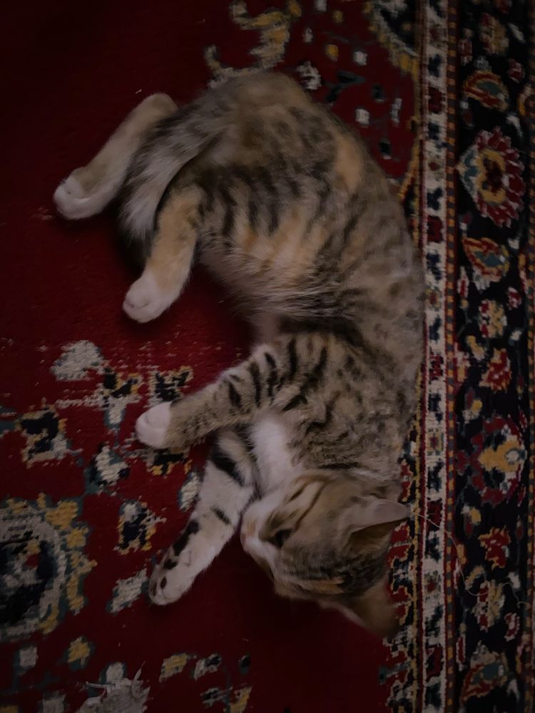 Кошки в добрые руки