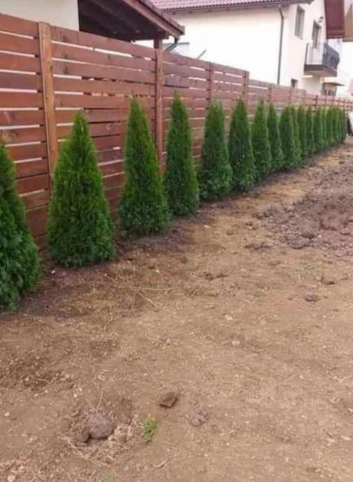 Lylandrii de calitate, rezistenți la frig și vânt