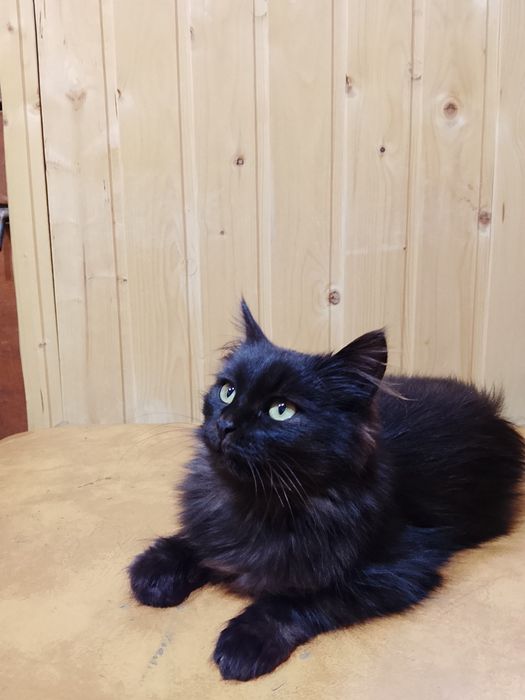 Отдам котёнка в добрые руки