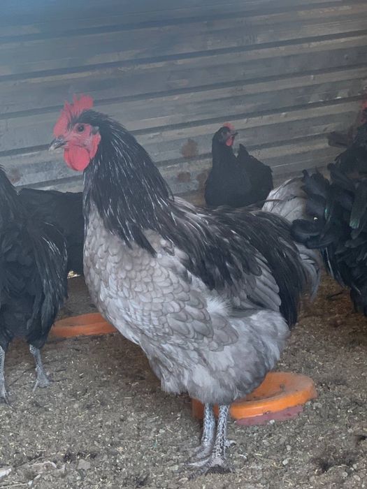 Хурозлар сотилади