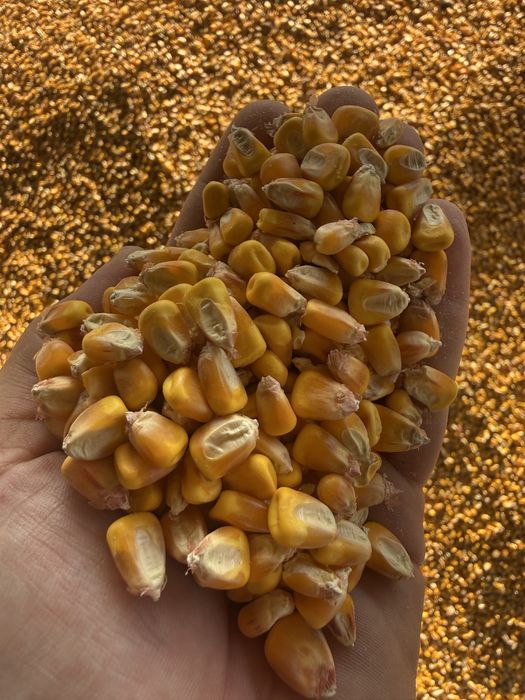 Porumb boabe 2025 cereale boabe