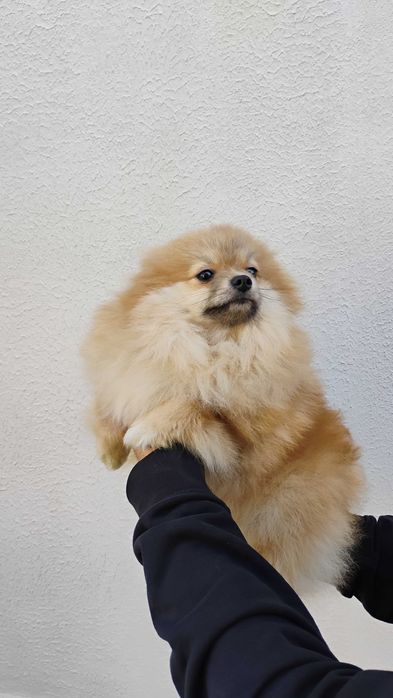 Продавам померанчета