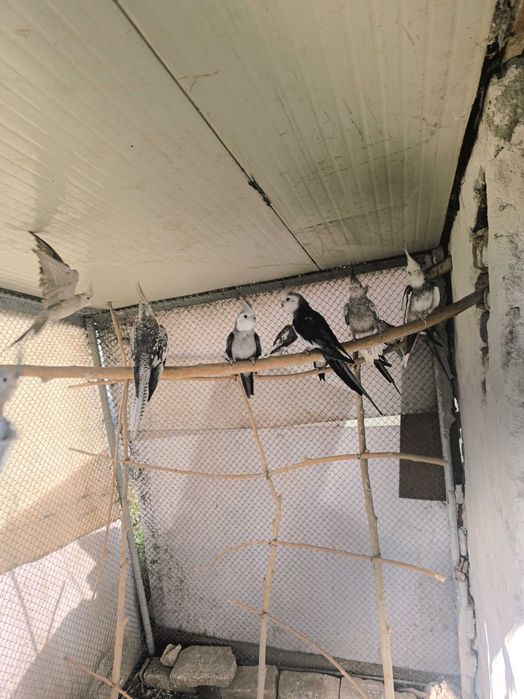 Продавам папагали-корели