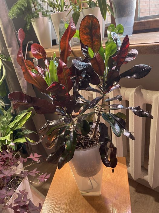 Кротон Мамми (Codiaeum Mammi)