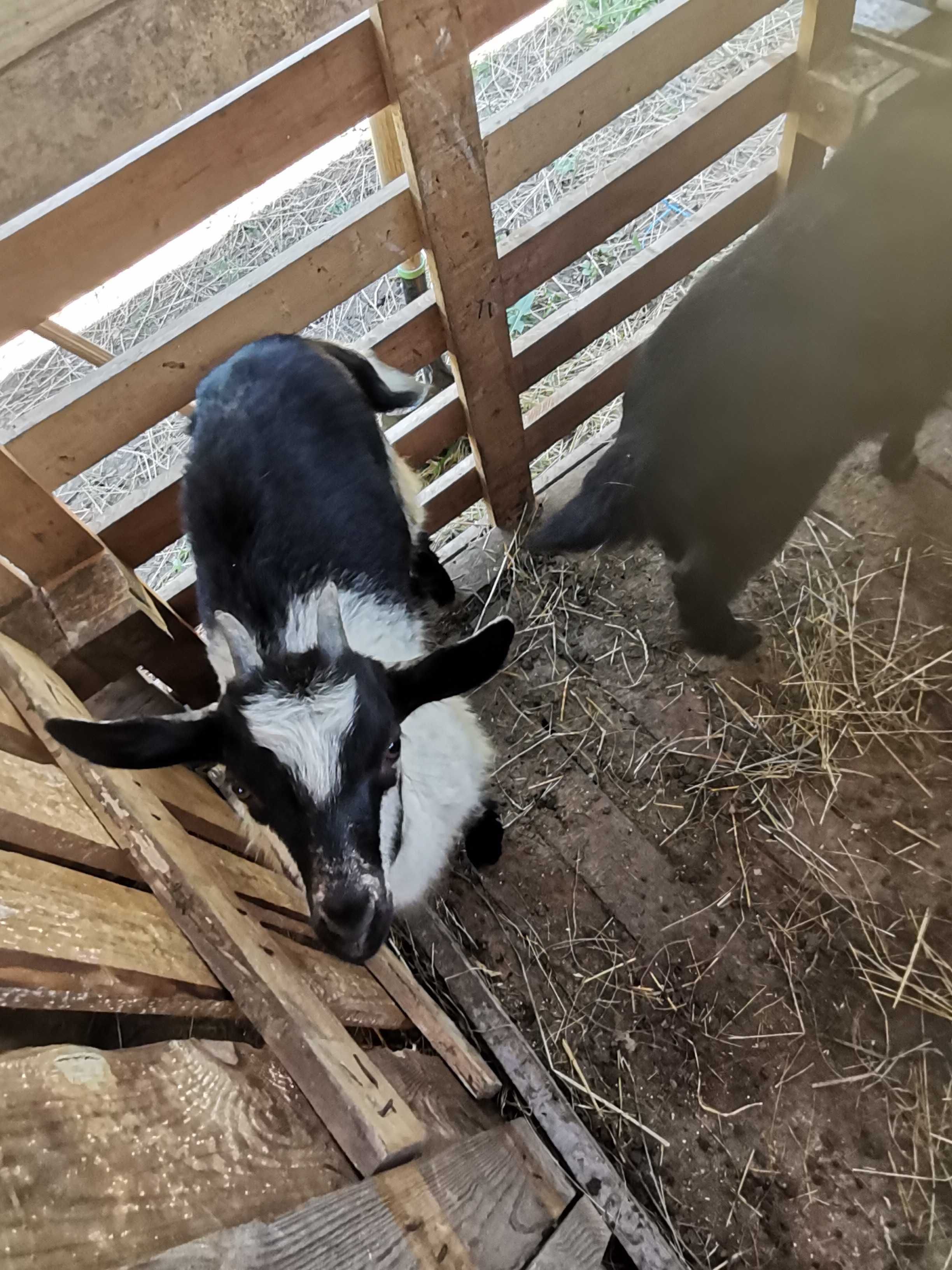 Capre cu iedute metis alpin francez