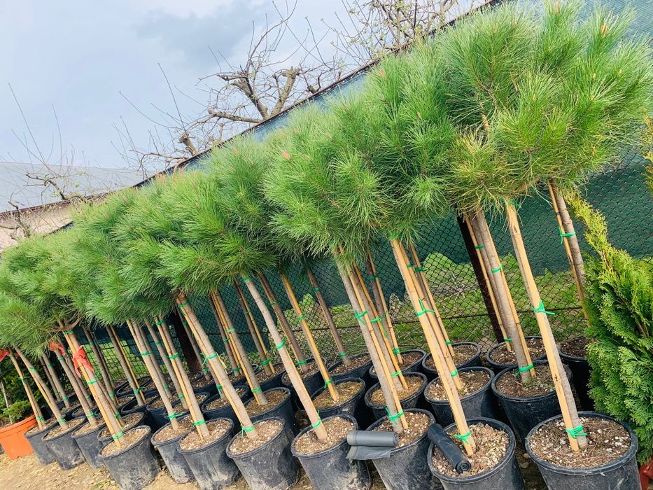 Tuia, plante ornamentale, preț de producător