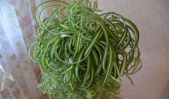 Хлорофитум голландский и кучерявый Бонни -пышные кустики по 400тг