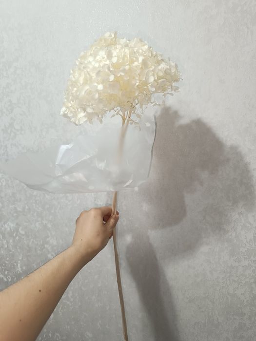 Натуральные Сухоцветы гортензии 
Высота 60 см