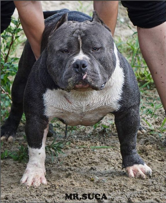Femela American Bully pocket, BigDogs Romania bloodline