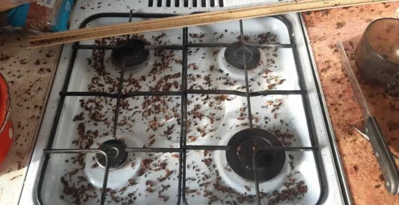 Дезинфекция 100%уничтожение клопов кандала тараканов муравьев грызунов