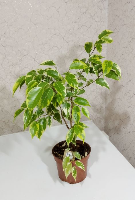 Фикус Лирата Белизе Али  Лирата бамбино