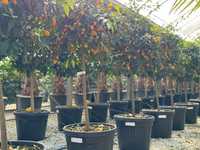 Mandarin kumquat,  palmieri, bonsai, pin,magnolia grandiflora,photinia