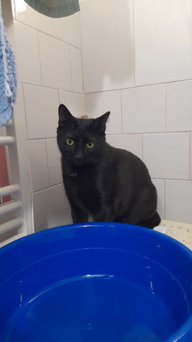 Pet sitter/cazare  sector 6 Bucuresti