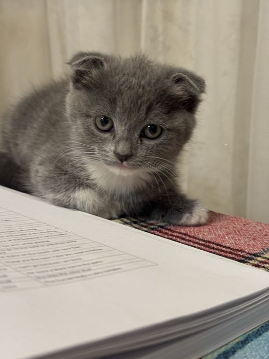 Mushuk sotiladi 3 oyli